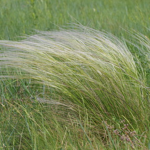 Трава ковыль или волосатик