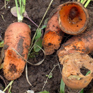 Болезни и вредители моркови: описание и система защиты