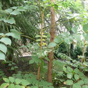 Аралия высокая или маньчжурская: описание, выращивание и применение