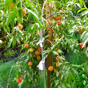 Сорта персиков для выращивания в России