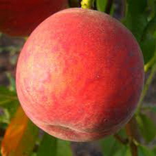 Сорта персиков для выращивания в России