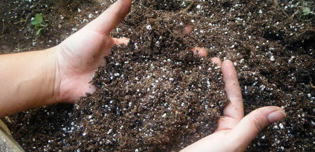 Правильный грунт для теплицы: оптимальный состав почвы