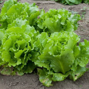Салат листовой и кочанный: популярные сорта