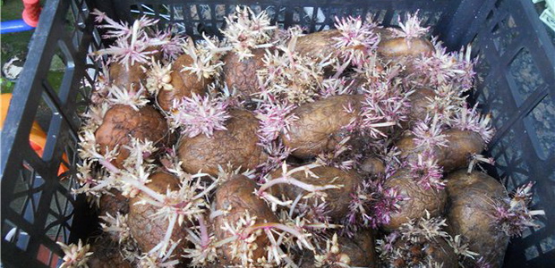 Ранний картофель под плёнкой: секреты выращивания