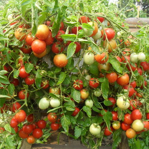 Растение томат: характеристика и особенности строения