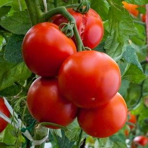 Растение томат: характеристика и особенности строения