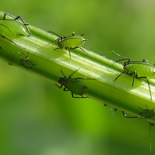 Насекомые-энтомофаги для защиты растений от вредителей