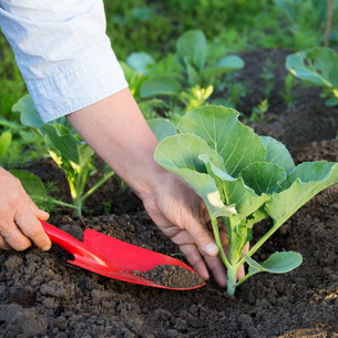 Выращивание растений в огороде: что и как сажать
