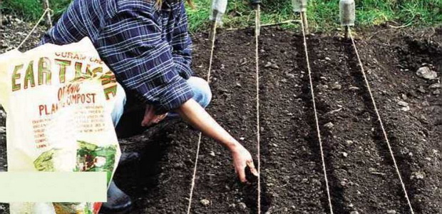 Выращивание растений в огороде: что и как сажать