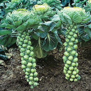 Особенности выращивания капусты разных видов