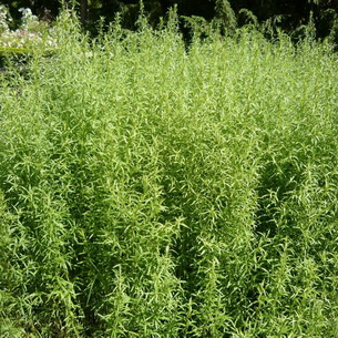 Какие виды трав можно посадить в огороде на даче
