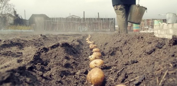 Выращивание картофеля из семян: правила посадки и ухода