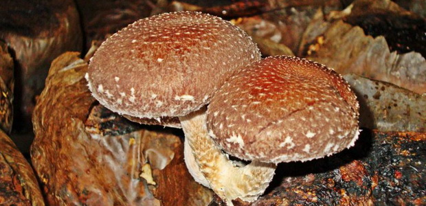 Способы выращивания грибов шиитаке