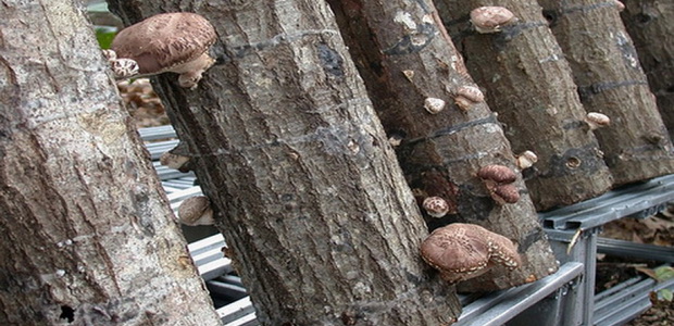 Способы выращивания грибов шиитаке