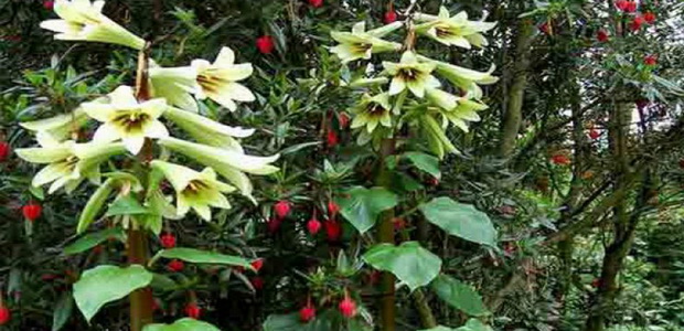 Кардиокринум (гигантская лилия): описание, фото цветка, луковиц, посадка, уход
