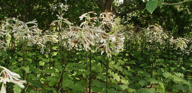 Кардиокринум (гигантская лилия): описание, фото цветка, луковиц, посадка, уход