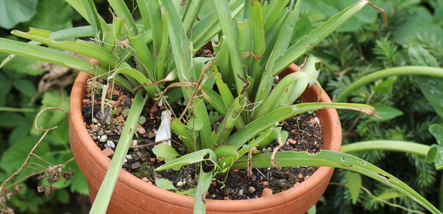 Тубероза (полиантес): виды и сорта, разведение в саду
