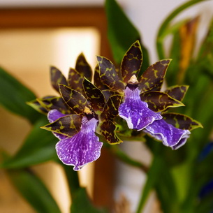 Зигопеталум: лучшие виды орхидеи, особенности ухода