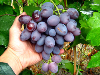 Сохраняются ли сортовые признаки родительского организма винограда при посадке черенка? 