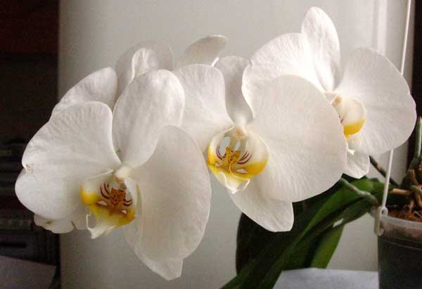 опали сформированные бутоны будущих цветов на орхидее