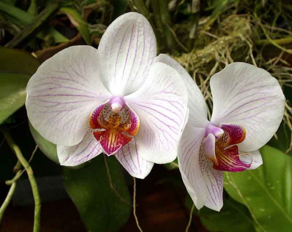 Нужен ли особый уход орхидее?