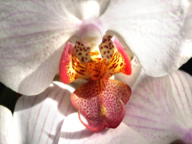 Помогите спасти орхидею