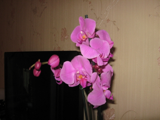 Корни орхидеи поменяли цвет