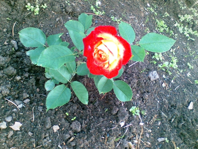 Получится ли вырастить сортовую розу на балконе?