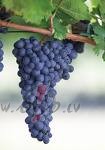 Вопрос по винограду