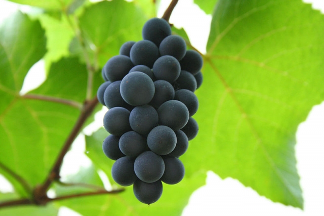 Что сделать для реанимации винограда?