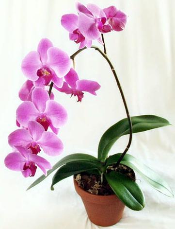 Почему не цветет Орхидея? 