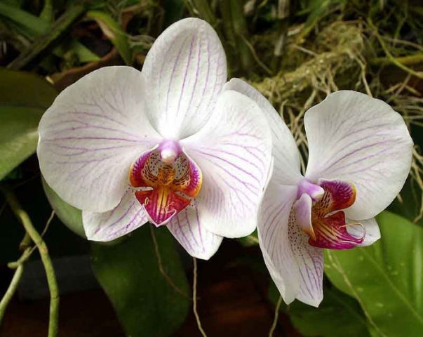 Орхидеи: гидропоника или земля?