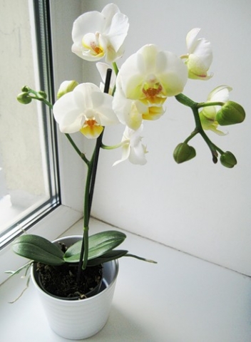 Как спасти мою орхидею?