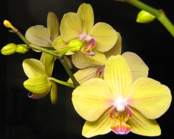 Как заставить орхидею размножаться