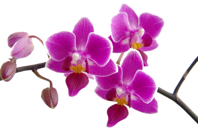 можно ли размножать гибридные орхидеи?
