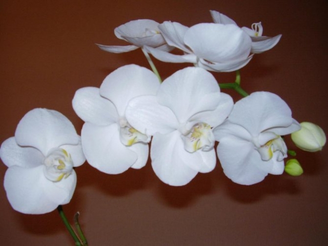 Как пересадить орхидею?