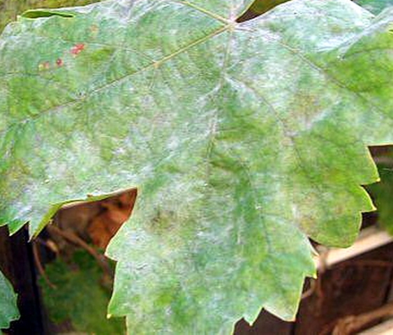 Серо-белые пятна на листьях винограда