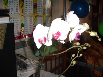 Можно ли посадить орхидею в садовую землю?