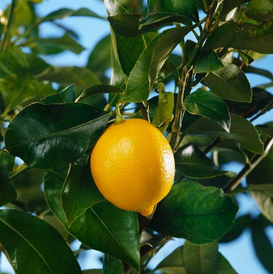 Вырастить лимонное дерево из косточки магазинного фрукта - возможно ли?