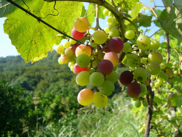 Восстановится ли виноград после заморозков?