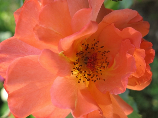 Как отличить розу сорта Вестерланд?