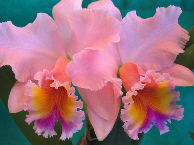 Как ухаживать за орхидеей каттлея после цветения?