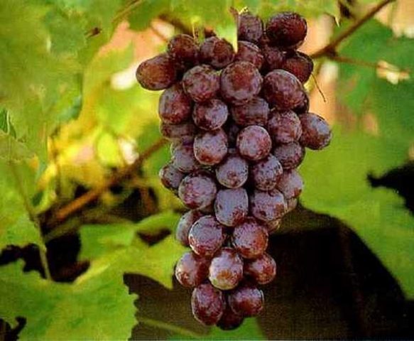 Как уберечь виноград от вымерзания?