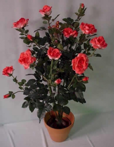 Смогут ли расти магазинные розы в домашних условиях?