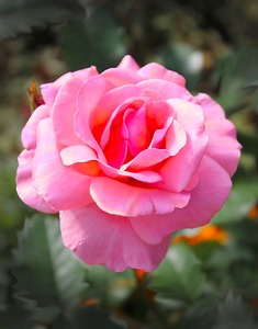 Выращивание роз из срезанных цветов для букетов