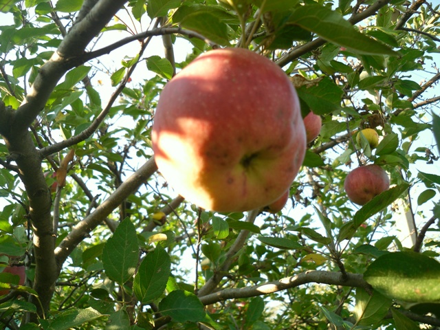 Какие сорта яблок сохранять зимой?