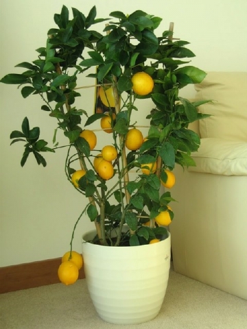 Как вырастить лимон?