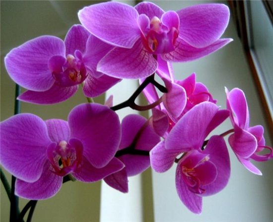 Как возобновить цветение орхидеи Фалопсиса?