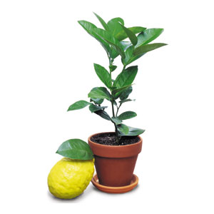 Можно ли выращивать лимоны в квартире?