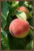 Как долго ждать плодоношения персика?